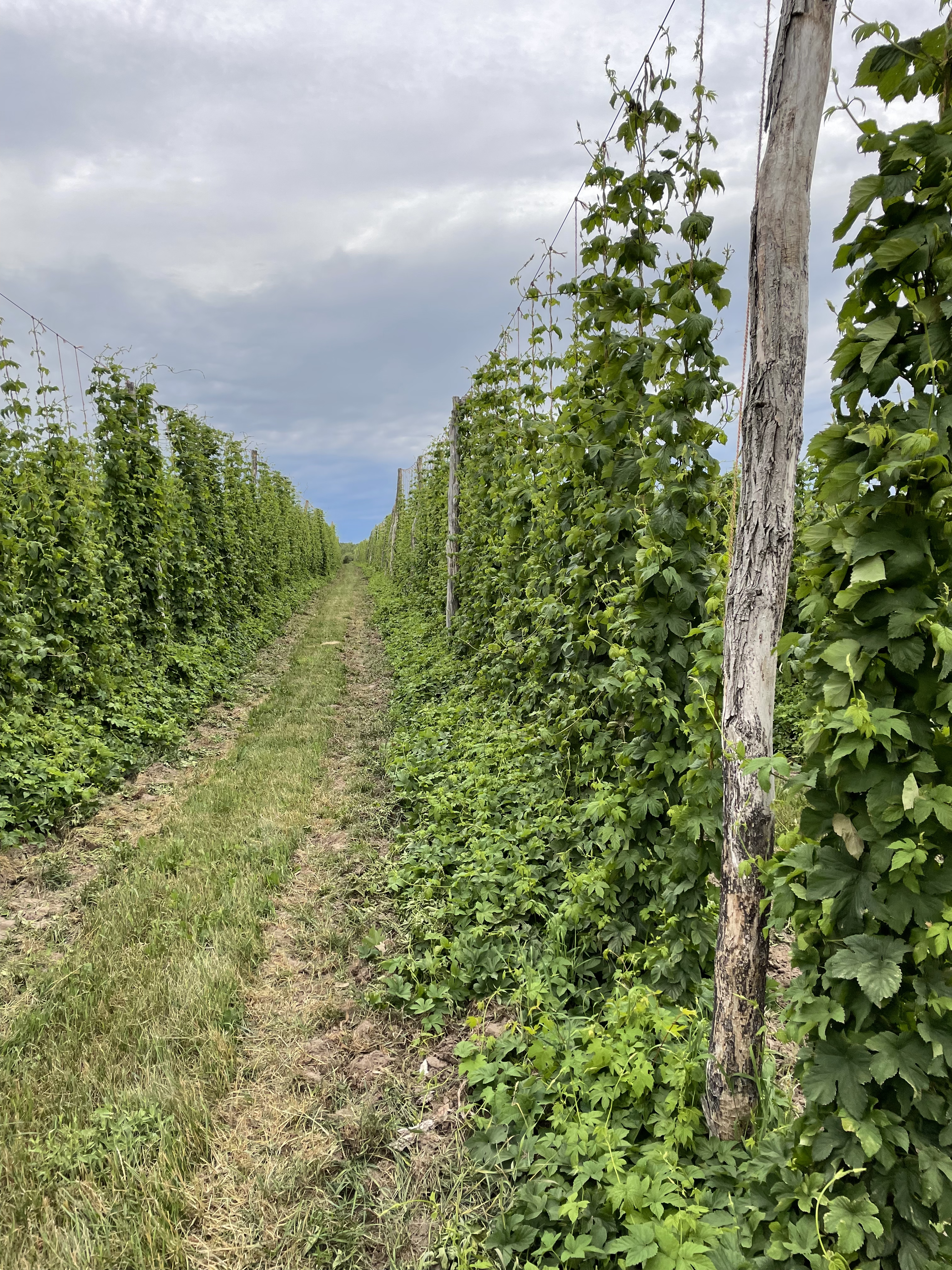 Short trellis Summit hops